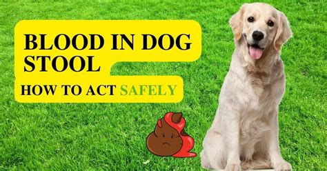 Blood In Dog Stool What To Do And How To Proceed Safely Ydowelovepets