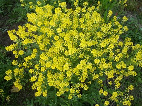 Yellow flowering weeds tall stalk weed with yellow flowers the home garden yellow weed goldenrod flower by jocelyner on deviantart Hayfield Cottage: The Grubs Ate Our Back Yard and Other ...