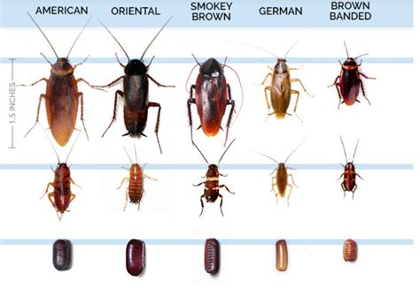 5 signs you have a cockroach infestation by john white medium