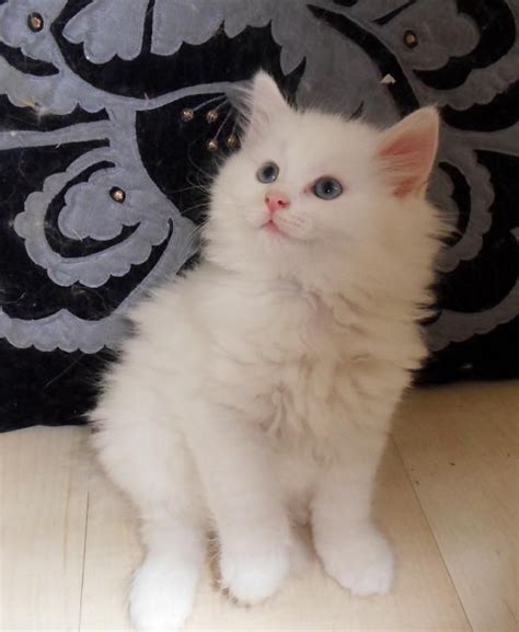 Beautiful White Norwegian Forest Cat Kitten