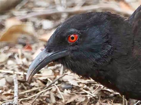 Avithera White Winged Choughs Expanding Red Eyes