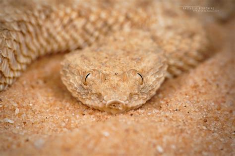 Cerastes Vipera Sahara Sand Viper Achan Katan Matthi Flickr