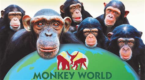 Monkey World The Tourist Trail