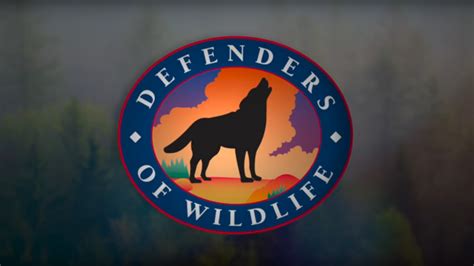 Defenders Of Wildlife Narrative — John Drew