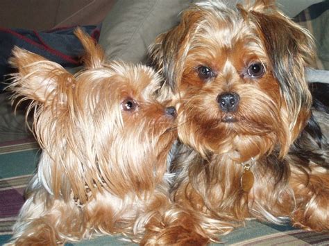 Yorkies Roxie And Wrigley They Luv Each Other Yorkie Yorkshire