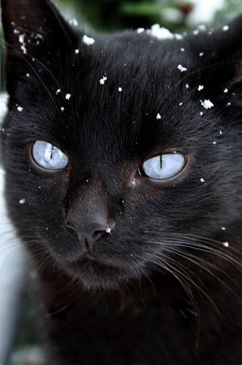 Blue Eyed Black Cat ペット用品 美しい猫