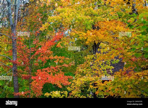 Fall Foliage Color In The Trees Of The Wentworth Valley Nova Scotia