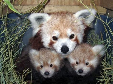 Its Twins Zoos Red Panda Sophia Gives Birth