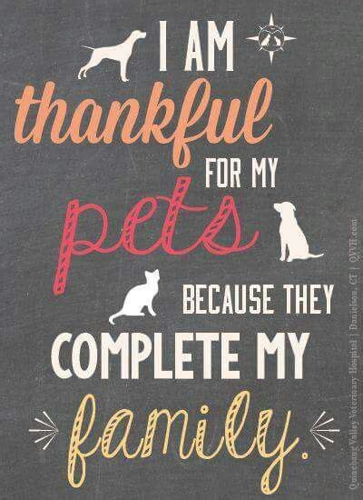 Im Thankful For My Pets Animal Quotes Dog Quotes Quotes