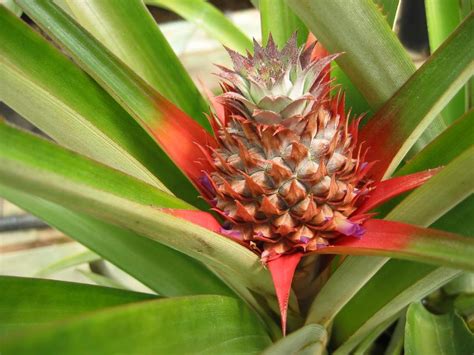 Master Gardener Growing A Pineapple And Preventing