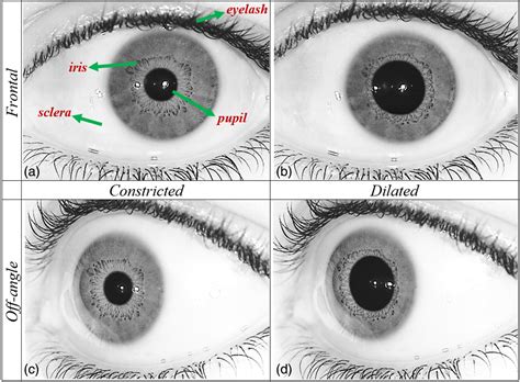 Effect Of Pupil Dilation On Off Angle Iris Recognition