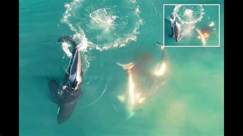 first ever drone footage of orcas killing great white shark south africa 2022 youtube