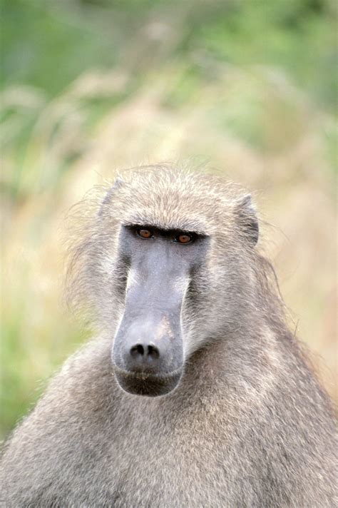 There are five species of baboon: An Exhaustive List of African Animals With Some Stunning ...