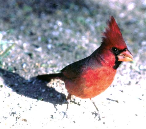 Northern Cardinal The Texas Breeding Bird Atlas