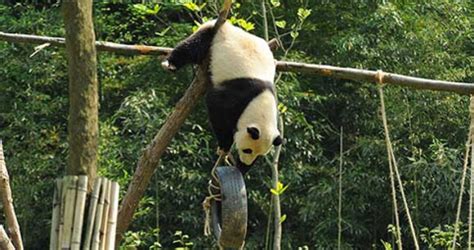 Travellersquest Panda Conservation In China Over 20000 Happy