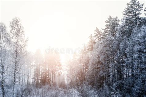 Snowy Forest Early In The Morning Stock Photo Image Of Countryside