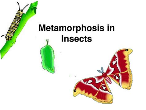 Ppt Metamorphosis In Insects Powerpoint Presentation Free Download