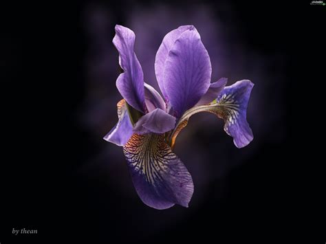 Violet Iris Flowers Wallpapers 3264x2448