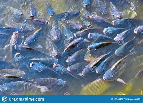 Freshwater Tilapia Fish Is Alive Tilapia Fish Stock Photography
