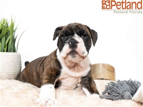 The victorian bulldog is a modern breed developed by crossbreeding the bulldog and the olde english bulldogge. Petland Florida has Victorian Bulldog puppies for sale! Check out all our available puppies! # ...