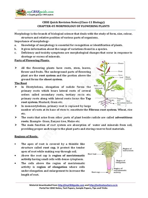 11biologynotesch05morphologyoffloweringplantspdf Seed Flowers