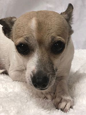 Puppyfinder.com is secure, simple and efficient way to find a puppy, sell a puppy or addopt dogs via internet. Garland, TX - Chihuahua. Meet Sadie a Pet for Adoption ...