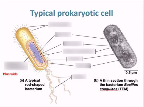 Typical Prokaryotic Cell Diagram Quizlet
