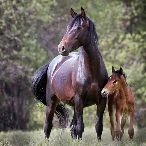 Beautiful Horse Photography