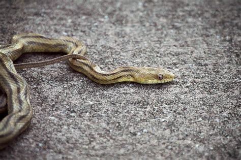 Yellow Rat Snake Photo Taken At Sawgrass Lake Park In St Flickr