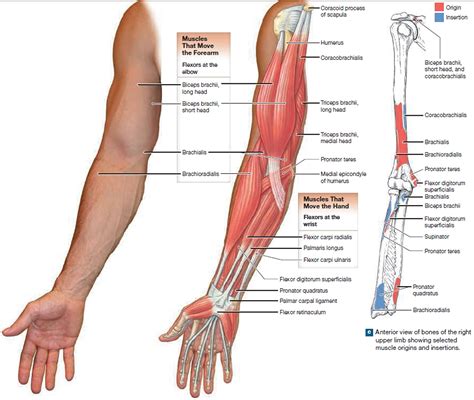 Arm Muscle Diagram Anterior Muscles Of Upper Extremity Posterior Deep View Upper The