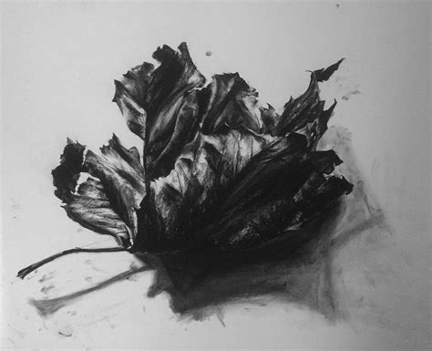 Large Leaf Drawing In Charcoal And Conté Crayon 72cm X 90cm Leaf