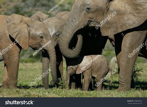 New Born Baby Elephant Grazing Interacting Stock Photo 108836006