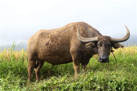 Carabao Stock Image Image Of Strong Beast Ricefield 16382743