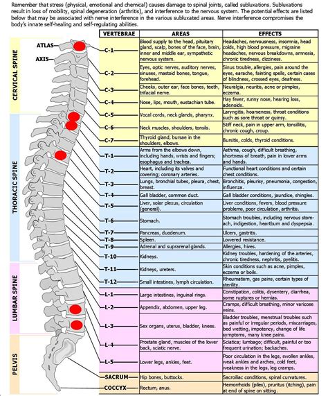 Spinal Nerve Chart Spinal Nerve Varicose Vein Remedy Nerve Anatomy