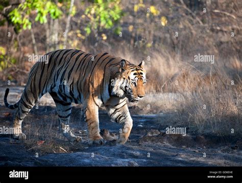 The Image Of B2 Male Bengal Tiger Panthera Tigris Was Taken In