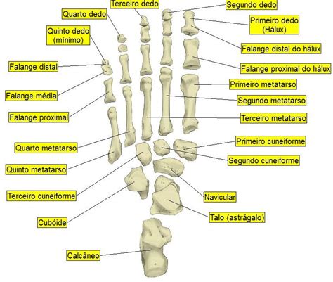 Anatomia Do Pé: Ossos