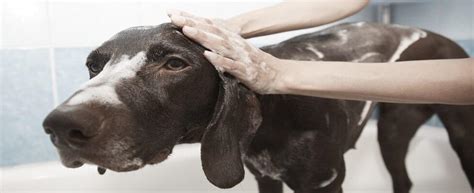 Puppy skin & hair is even more sensitive. Can I Use Baby Shampoo on My Dog or Puppy? Is it safe?