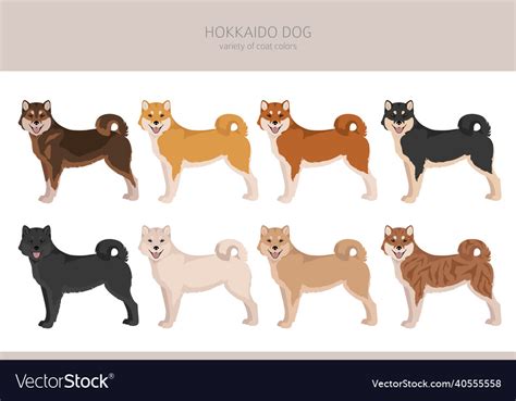 Hokkaido Dog Ainu Dog Clipart Different Poses Vector Image