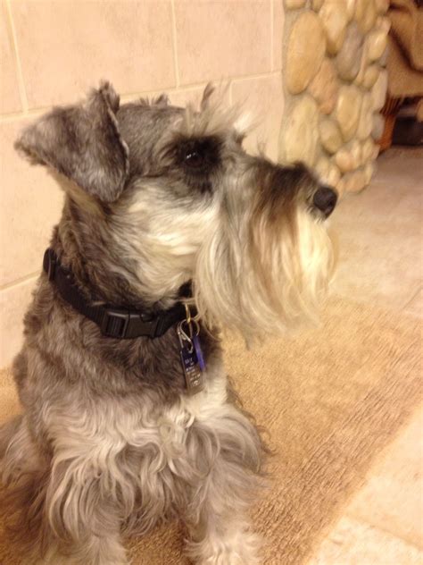 What to give a friend when their dog dies. A miniature schnauzer so sweet and beautiful, they give ...