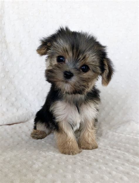 Tiny Teacup Morkie Adorable Puppy Iheartteacups