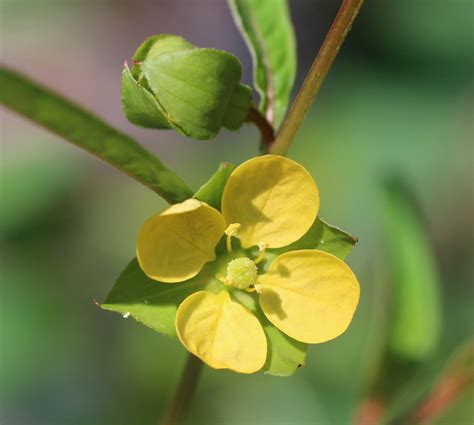 Ludwigia Alternifolia Seedbox At Toadshade Wildflower Farm