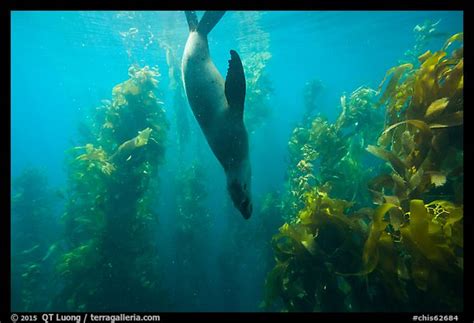 Picturephoto California Sea Lion Diving In Kelp Forest Santa Barbara