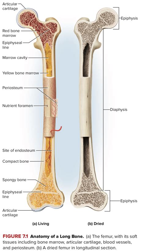 Gross Anatomy Of A Long Bone