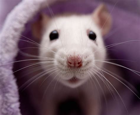 Fascinating Facts About Rats Daily Star