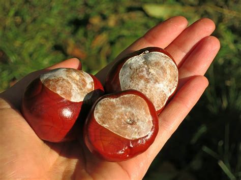 Chestnut European Tree Horse Chestnut Nut Fruit 12 Inch By 18 Inch