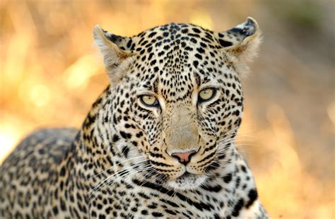 Download Animal Leopard 4k Ultra Hd Wallpaper