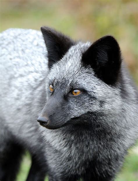 7 Of The Most Beautiful Fox Breeds Youve Ever Seen Page 5 Of 7