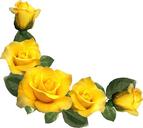 Yellow Rose Floral Border Png 1 Png Image