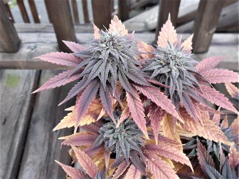 Crop King Seeds Purple Kush 2 Grow Journal Week8 By Doctorgreenthumb