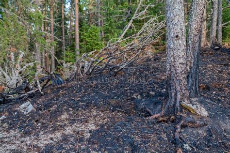 Conflagration Burned Forest Nature Landscape National Park Stock